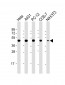 MP2K1 Antibody